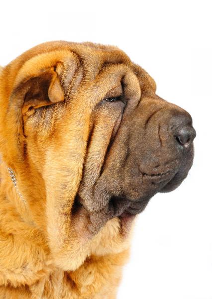 Shar Pei. 