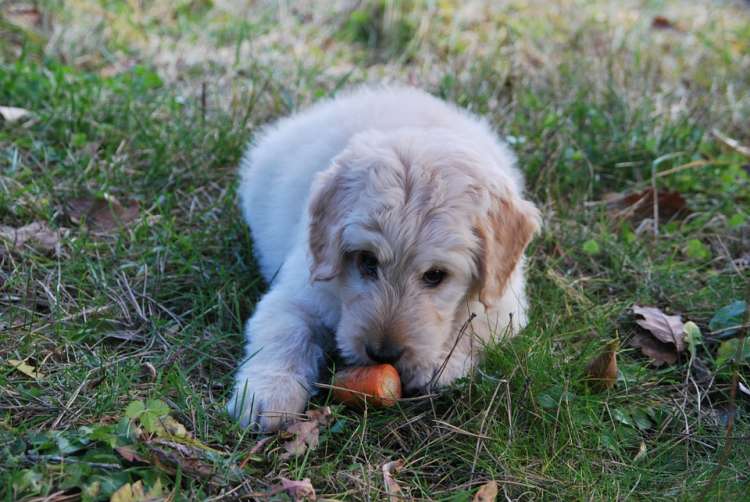 Perro comiendo zanahoria