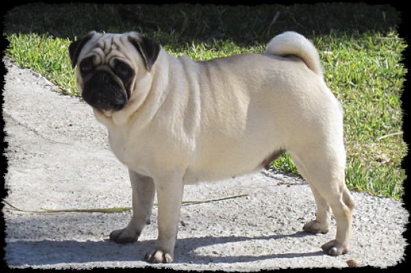 Pug Carlino. CH. Hemy de Canquercus Pug Carlino. CH. Hemy de Canquercus