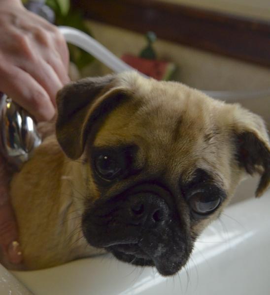 Cómo bañar a tu mascota Mascota baño