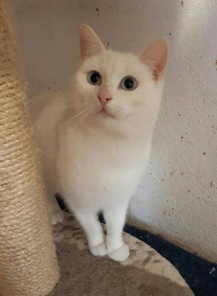 Gato mestizo. Neus. Gato en adopcion que busca casa. Gato mestizo. Neus. Gato en adopcion que busca casa.