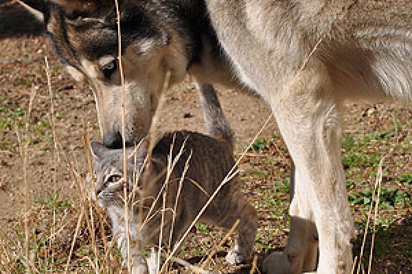 Adaptación del gato a un nuevo entorno. 