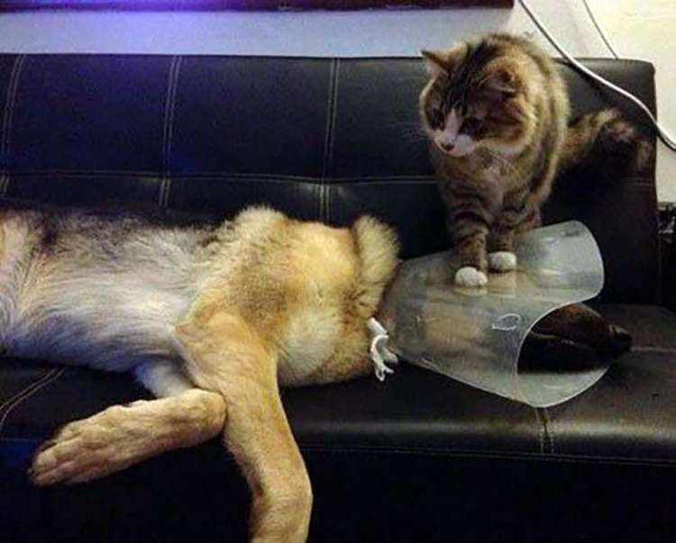 ¿Qué sucede cuando perros y gatos se ven obligados a vivir bajo el mismo techo