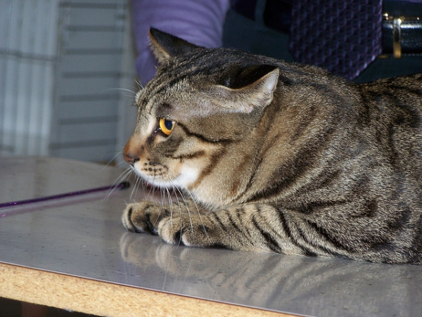 Dragon Li. por laweinberger