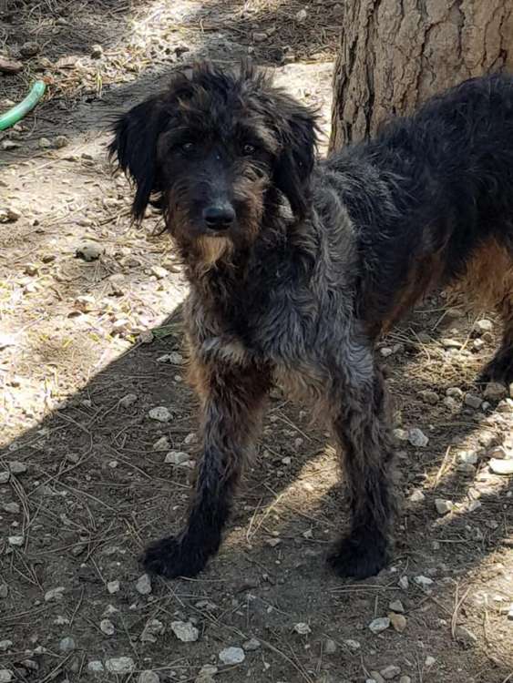 Rihana. Perro en adopcion que busca casa.