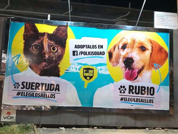 Los nuevos candidatos. Foto Instagrama Polkisquad. Los nuevos candidatos. Foto Instagrama Polkisquad.