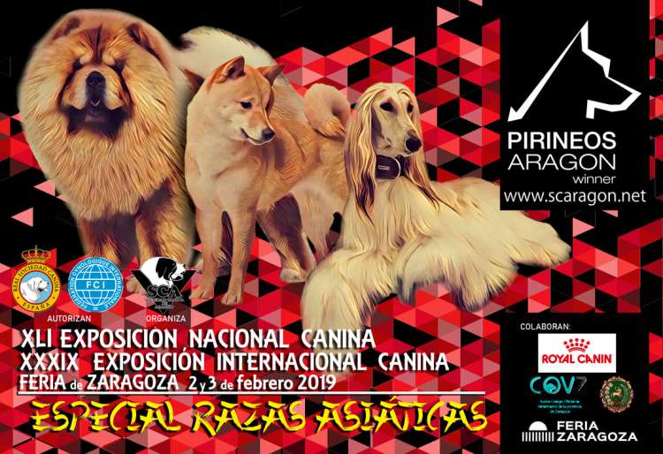 Sociedad Canina de Aragón - Belleza. XLI EXPOSICIÓN NACIONAL CANINA (Zaragoza   España)