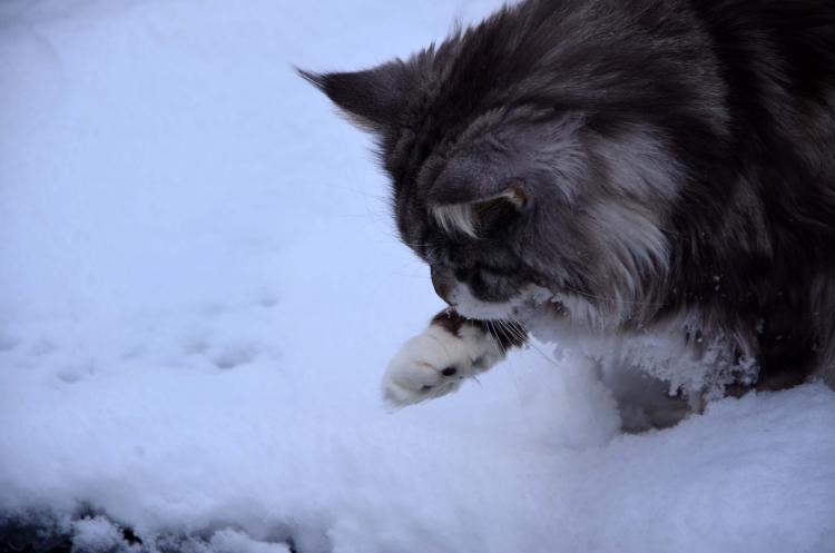Como es la raza de gato Maine Coon Maine Coon jugando con la nieve