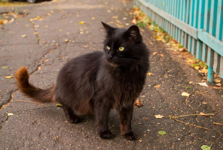 Gato negro en la calle