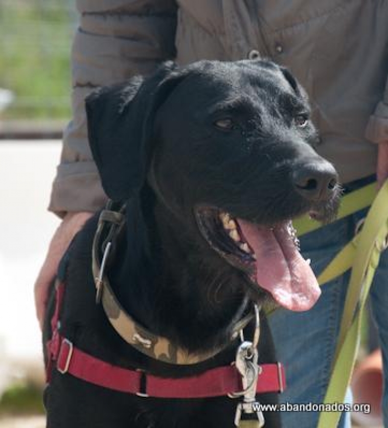 Travis.  Perro en adopcion que busca casa. Travis.  Perro en adopcion que busca casa.