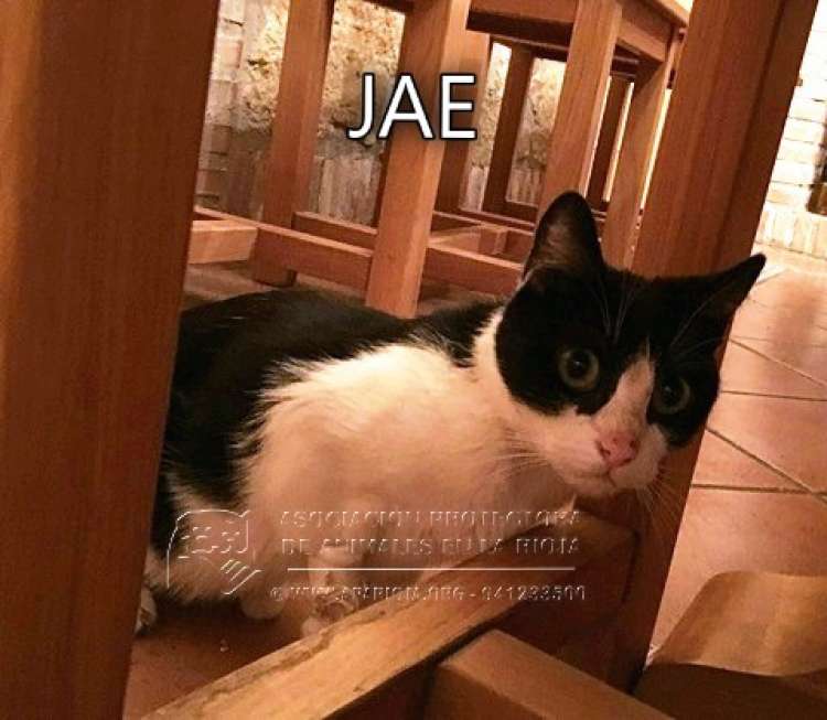 Jae.