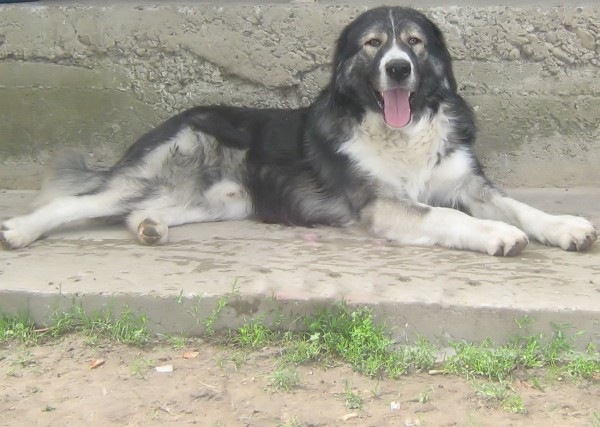 PETSmania - Perro de Pastor Rumano de los Cárpatos. DannyFaQ