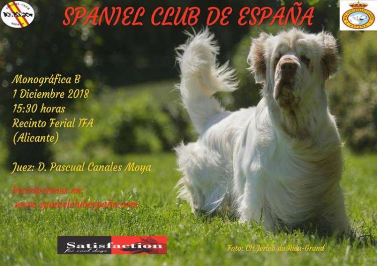 SPANIEL CLUB DE ESPAÑA - Belleza. Monográfica B del Spaniel Club de España (Alacant   España)