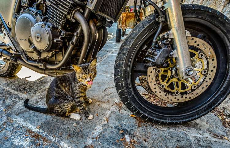 Gato junto a una moto