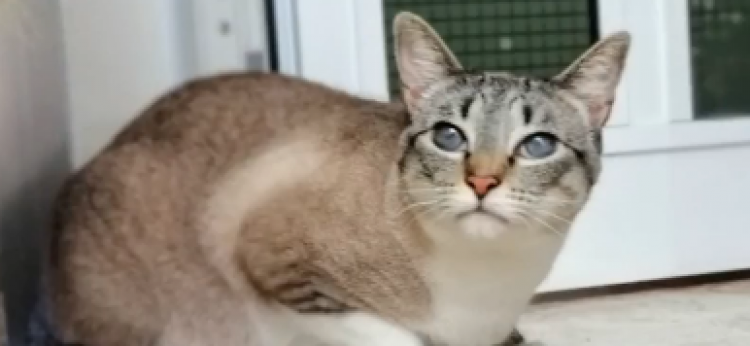 Gato mestizo. Coky. Gato mestizo. Coky.