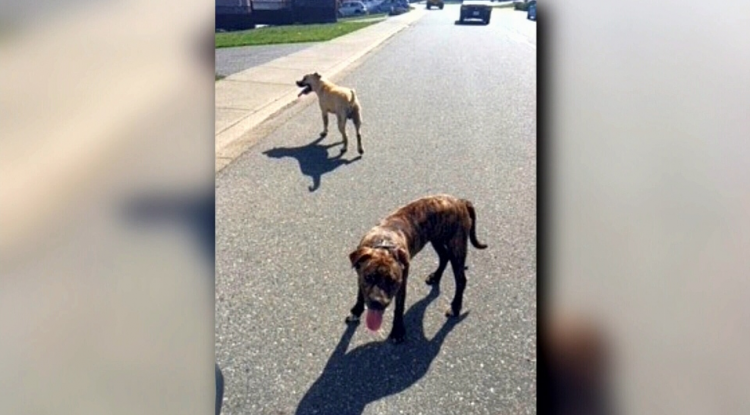 Las mascotas  descritas por los vecinos como perros pit bull  fueron incautados y sacrificados.