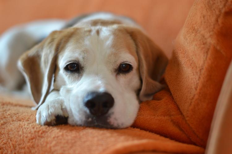 PETSmania - Cachorro de Beagle tumbado en el sofá