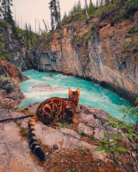 Suki el gato aventurero (Foto Instagram sukiicat)