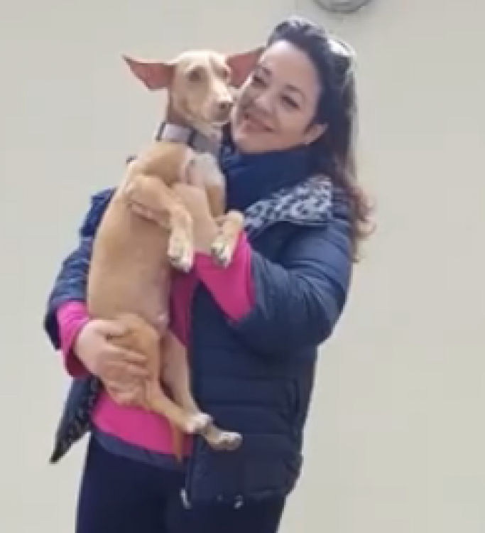 Oskar. Perro en adopcion que busca casa. Oskar. Perro en adopcion que busca casa.