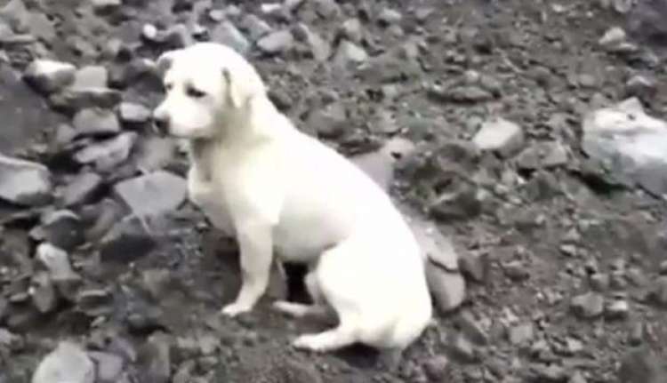 PETSmania - Perro esperando a su dueño tras avalancha de rocas (Foto  Captura)