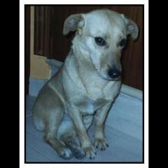 Abril.  Perro en adopcion que busca casa.