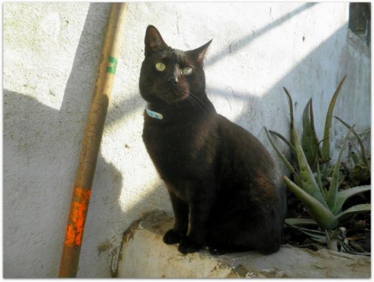 Sociedad Protectora de Animales y Plantas de Cádiz - REFUGIO KIMBA - Gato mestizo. Brutus.1