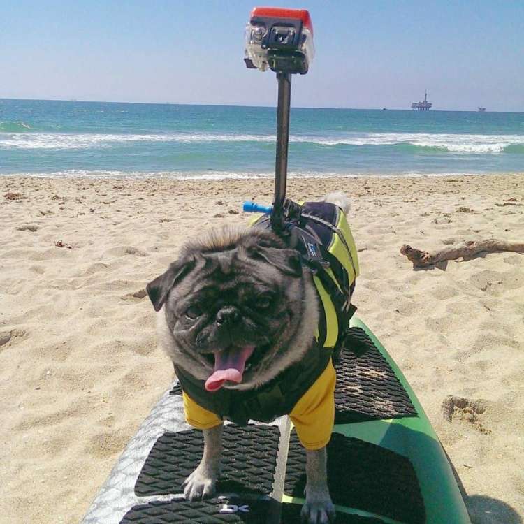 Un perro lleva un arnés con la GoPro incorporada (Brandy The Pug) Un perro lleva un arnés con la GoPro incorporada (Brandy The Pug)