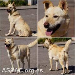 PANXO.  Perro en adopcion que busca casa.