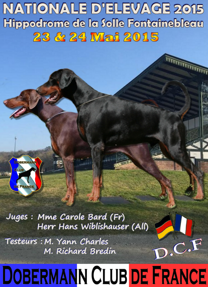 Dobermann. Dobermann.