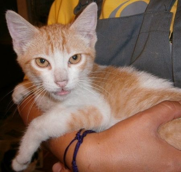 Sergi.  Gato en adopcion que busca casa.
