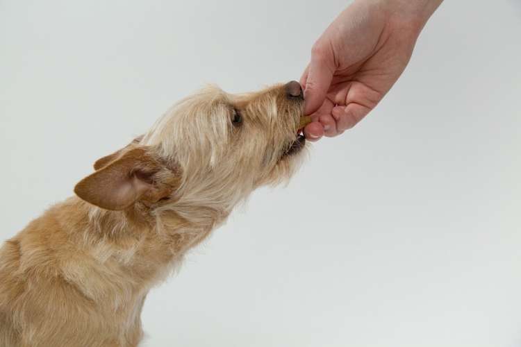 9 alimentos que debes evitar darle a tu perro perro comiendo