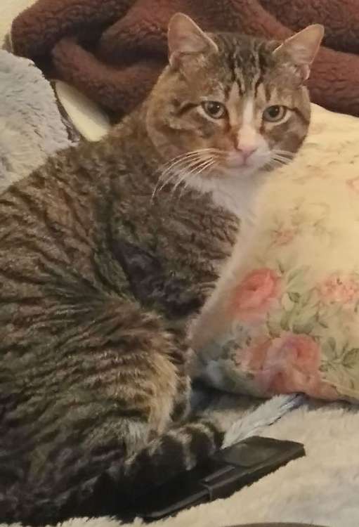 Cab. Gato en adopcion que busca casa. Cab. Gato en adopcion que busca casa.