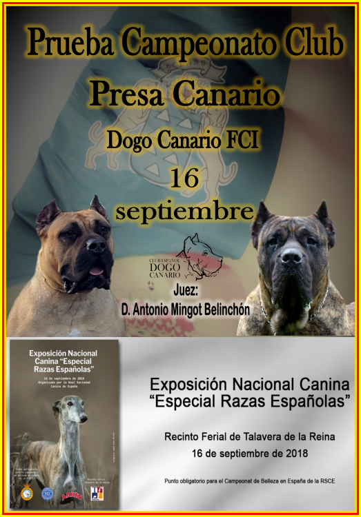 CLUB ESPAÑOL DEL DOGO CANARIO - Dogo Canario. Belleza. Prueba Campeonato Club Presa Canario (Toledo   España)