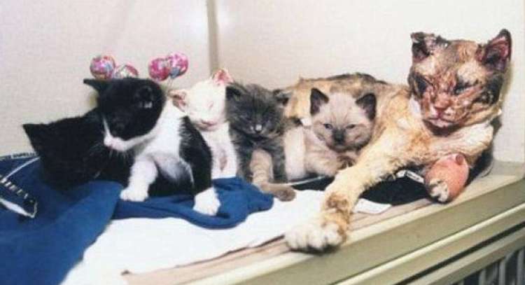 Scarlett con sus cachorros. Scarlett con sus cachorros.