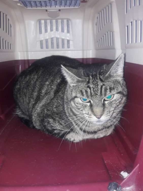 Gato mestizo. Kitty. Gato mestizo. Kitty.