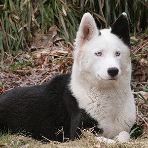 Como es la raza de perro Laika de Yakutia Laika de Yakutia. Conociendo la Raza. 