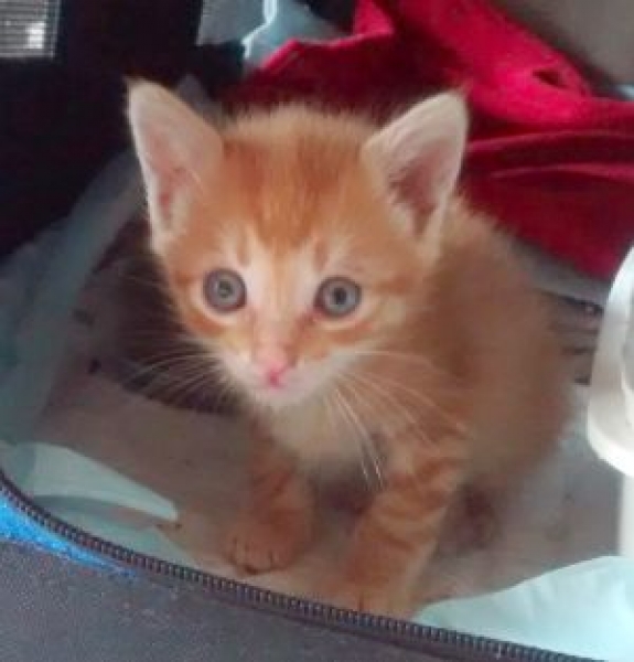 Comun Europeo. GUCCI