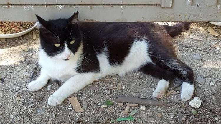 Gordo. Gato en adopcion que busca casa. Gordo. Gato en adopcion que busca casa.