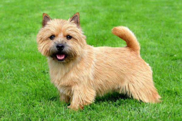 PETSmania - Norwich Terrier. 