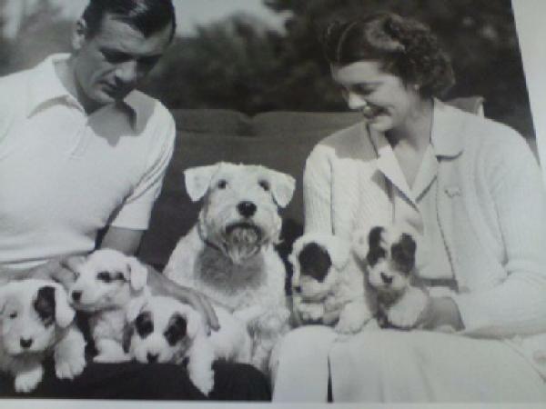 Conociendo la Raza - Sealyham Terrier