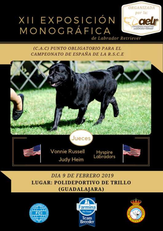 Labrador Retriever. Belleza. XII Exposición Monográfica de la AELR (Guadalajara   España)