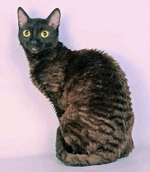 PETSmania - Ural Rex de Pelo Largo. 