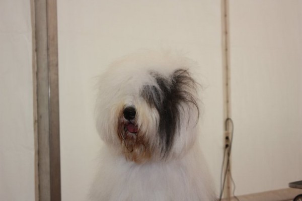 Antiguo Perro de Pastor Inglés. RECOMENDACIONES PARA SER UN BUEN PROPIETARIO DEL BOBTAIL. Del Jowers Selva Antiguo Perro de Pastor Inglés. RECOMENDACIONES PARA SER UN BUEN PROPIETARIO DEL BOBTAIL. Del Jowers Selva