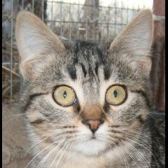 Soria.  Gato en adopcion que busca casa.