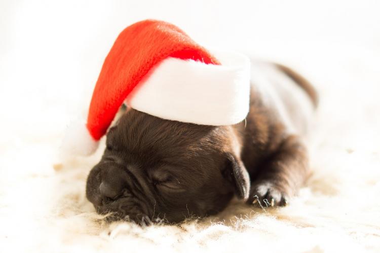 Comprar un cachorro en Navidad (Parte I) Cachorro con gorro de Papá Noel