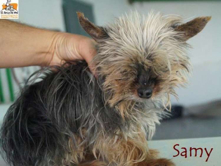 Samy. Perro en adopcion que busca casa. Samy. Perro en adopcion que busca casa.