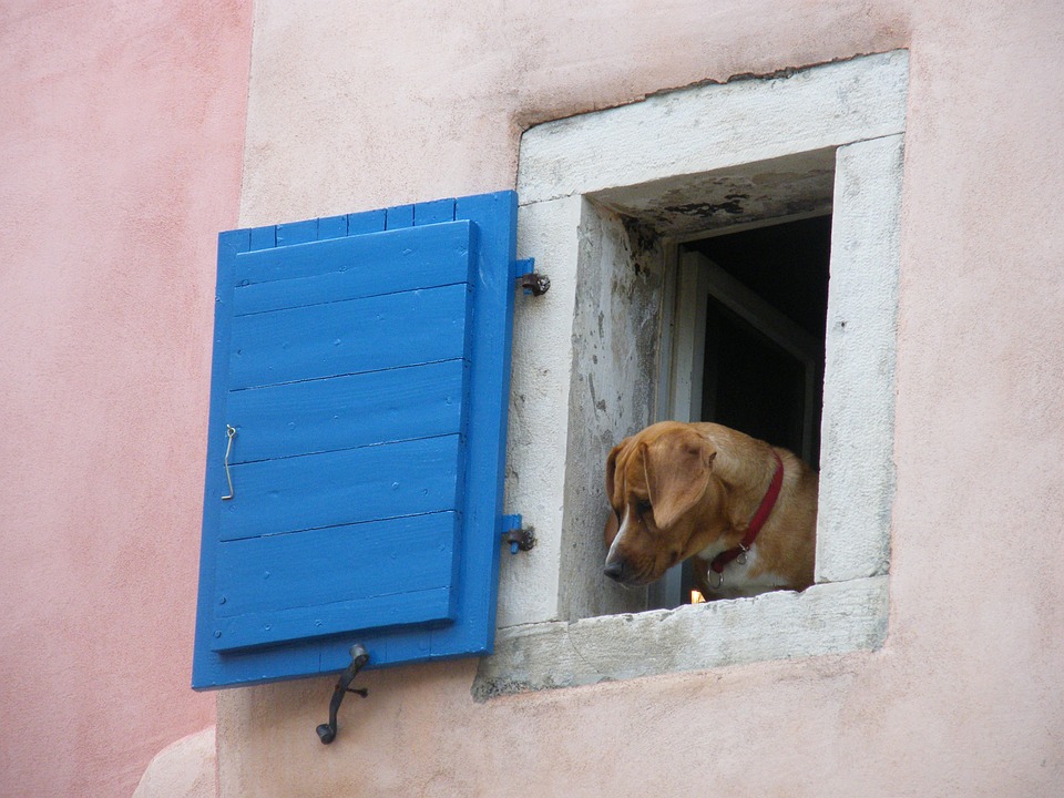 Perro asomándose por la ventana desde una casa