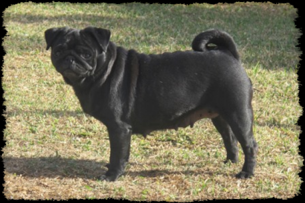 CANQUERCUS - Pug Carlino. Dina de Canquercus, -Negri