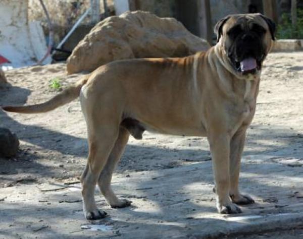Bullmastiff. ATILA DE MOLOSOS DEL COLISEO
