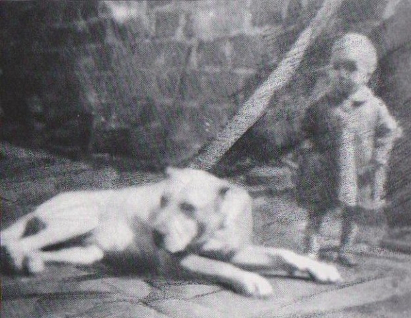 LA ISLA DE LOS VOLCANES - Dogo Canario. La Laguna, 1934 Silueta de macho de manto claro y orejas recortadas.